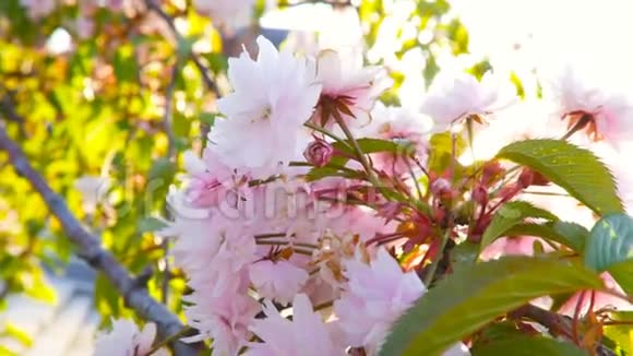 春天的花在阳光下的开花树上4K视频的预览图