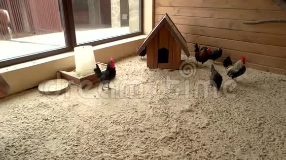小鸡走在鸡舍里视频的预览图