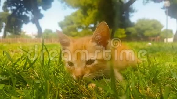 公园里可爱的小猫肖像视频的预览图