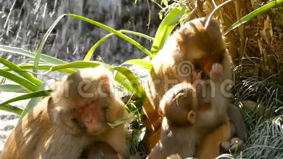 岩石上的恒河猴一家群毛茸茸的美丽猕猴聚集在大自然的岩石上睡觉视频的预览图