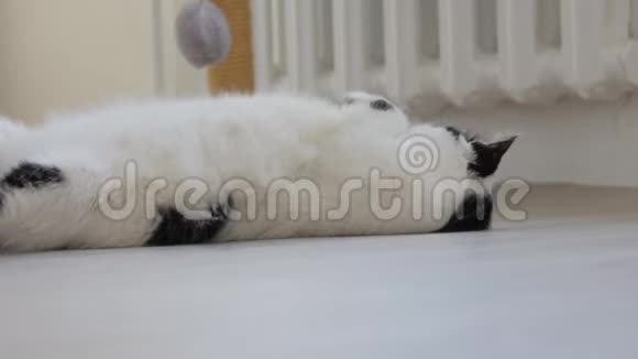 白色家猫有黑点玩在地板上摆动看着相机白色背景视频的预览图