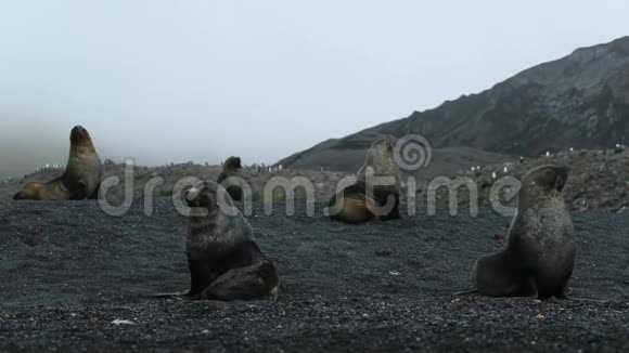 一群海豹坐在黑暗的沙子上安德列夫视频的预览图