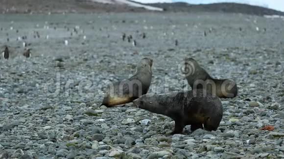 三只毛海豹坐在海滩上的小石头上安德列夫视频的预览图