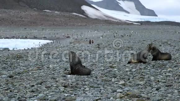 三只毛海豹在海滩上的小石头上休息安德列夫视频的预览图