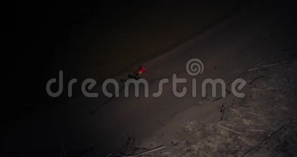 傍晚海滩上的水中躺着一朵红玫瑰视频的预览图