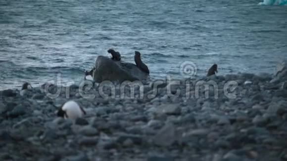 海豹沿着水中央的一块大石头爬行安德列夫视频的预览图
