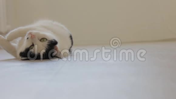 白色家猫有黑点玩在地板上摆动看着相机白色背景视频的预览图