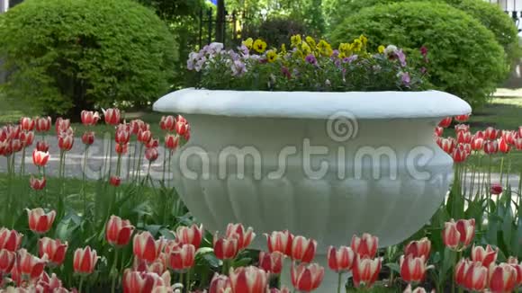 白俄罗斯戈梅尔公园的床上有许多美丽的郁金香视频的预览图