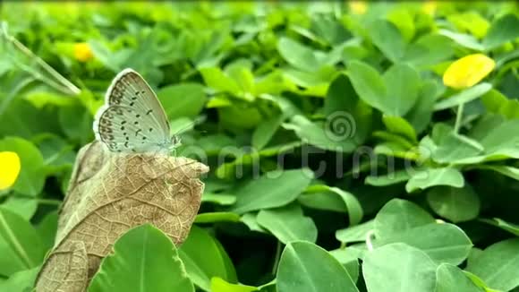 蝴蝶叶草蓝坐在棕色的干叶上绿色的背景视频的预览图