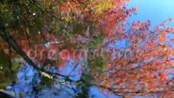 秋叶倒映在水中视频的预览图