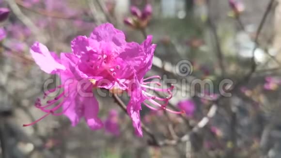粉红色杜鹃花在模糊的背景上视频的预览图