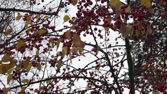 苹果树上的红色小野苹果秋天冬天的浆果视频的预览图