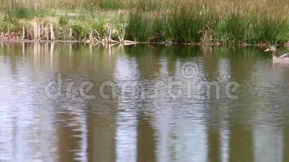 游泳的灰鹅和三只小鹅视频的预览图