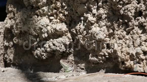 灰色蜥蜴躲在岩石中视频的预览图