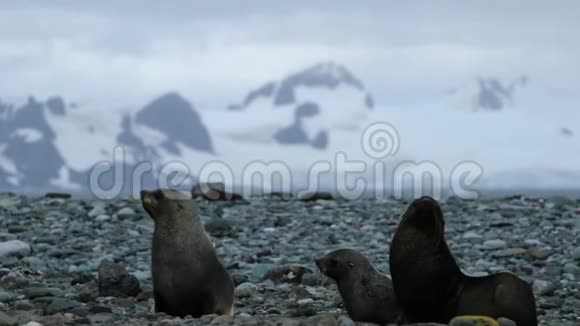 三只毛海豹在野外特写安德列夫视频的预览图