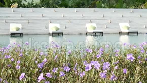 视频靠近游泳池的躺椅自然绿树背景和前景美丽的花朵视频的预览图