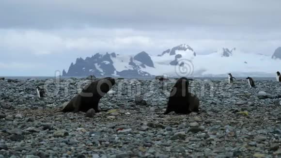 海豹爬到海滩上的两只海豹安德列夫视频的预览图