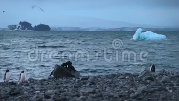 海豹在水中央的一块大岩石上玩耍安德列夫视频的预览图