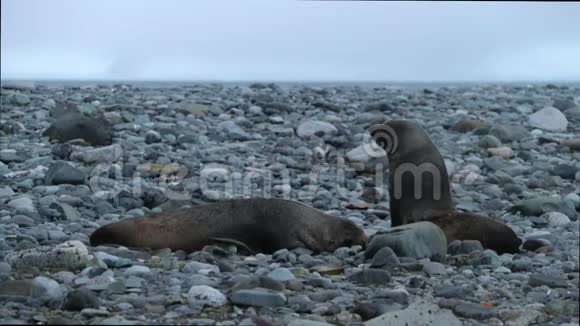 两个毛皮海豹沿着小石头爬行安德列夫视频的预览图
