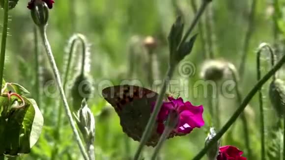 夏日花园一个生活区和颤抖蝴蝶在一朵花上视频的预览图