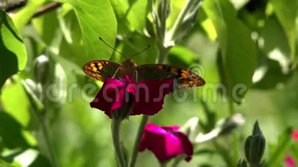 夏日花园一个生活区和颤抖蝴蝶在一朵花上视频的预览图