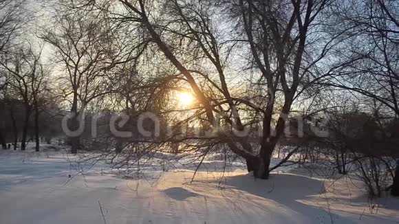 白雪覆盖的冬季公园被太阳照亮视频的预览图