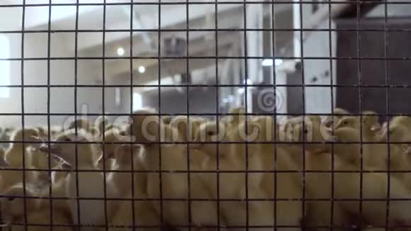 家禽饲养场笼中的鸭群视频的预览图