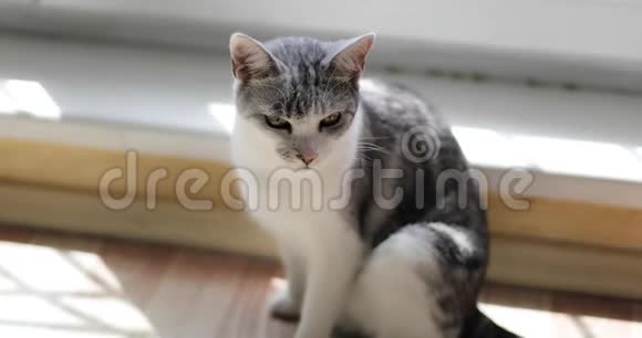 一只白色灰色的猫坐在公寓的地板上视频的预览图