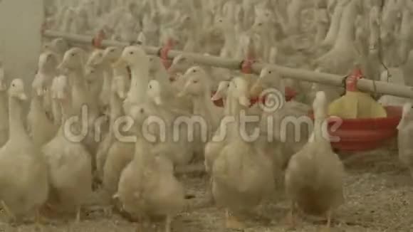 养鸭场出售肉类视频的预览图
