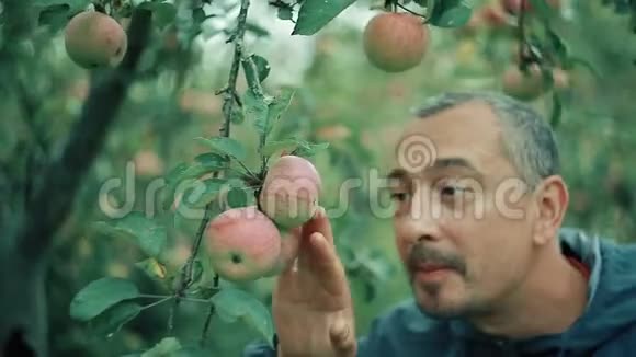 花园里的苹果农夫检查收获和喜悦视频的预览图