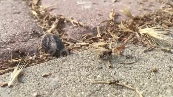 蚂蚁把麦头抱到自己的窝里视频的预览图