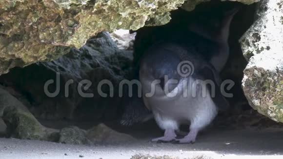 企鹅在洞穴里视频的预览图
