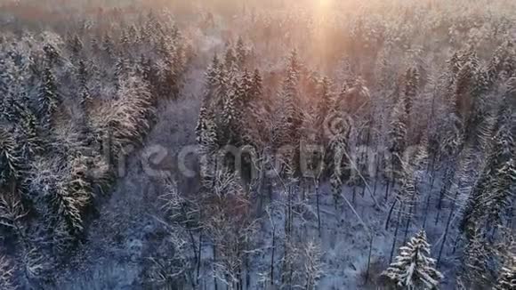 在雾蒙蒙的日出时分在白雪皑皑的混合森林中在冰冻的树梢上飞翔金色的太阳在冰冷的混合中升起视频的预览图