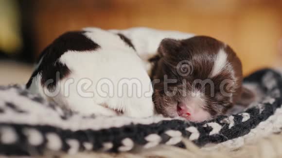 一只新生的小狗正在袜子里甜蜜地睡觉无忧无虑毫无防备的宠物视频的预览图