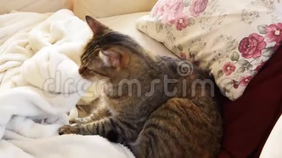 猫的行为欧洲猫揉捏和吮吸毯子视频的预览图