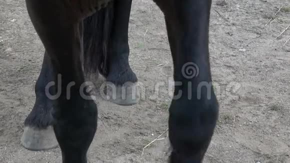 马蹄地上在沙滩上合上马蹄弗里西亚的马和腿在地上视频的预览图