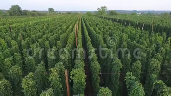 美丽的啤酒花种植园鸟瞰视频的预览图