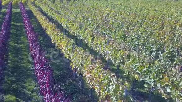 德国斯图加特附近彩色葡萄园视频的预览图