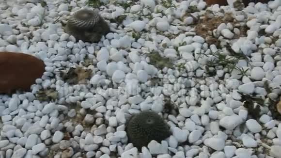 仙人掌和岩石视频的预览图