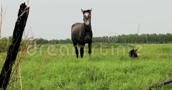这匹马在草地上放牧吃草的马视频的预览图