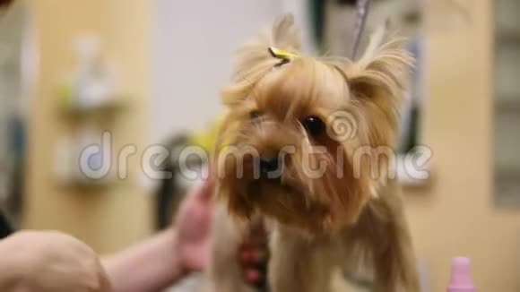 一位穿着特殊服装的女士职业美容师剪下约克郡的一只猎犬为一场美丽的展览一只小狗视频的预览图