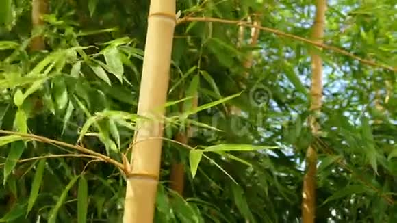 微风中的竹类植物视频的预览图