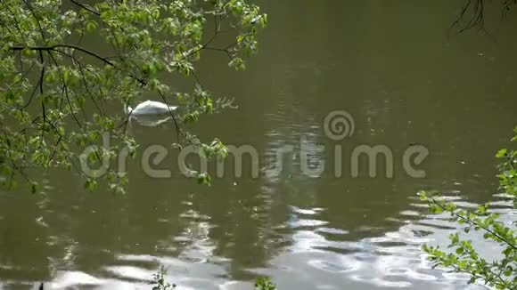 白色天鹅在湖上游泳视频的预览图