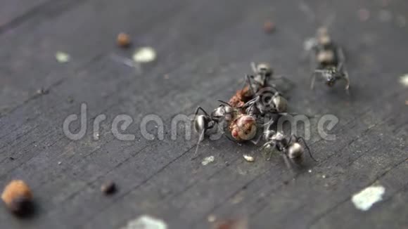 野生森林中大型慢动作群蚁攻击食毛毛虫视频的预览图