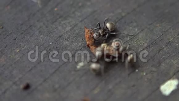 很多大蚂蚁都带着死虫去筑巢有色人种视频的预览图