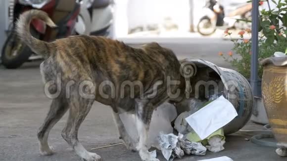 无家可归瘦弱和饥饿的狗在街上的垃圾桶里挖亚洲泰国慢动作视频的预览图