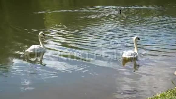 白色天鹅在湖上游泳视频的预览图