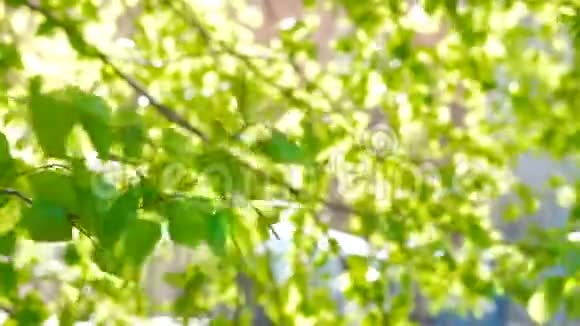 夏日公园里阳光透过树叶带着迷人的绿色自然背景专注于桦树树枝视频的预览图
