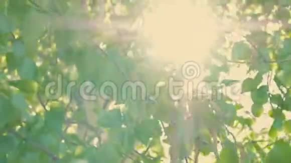 美丽的绿色自然背景阳光透过桦树的绿叶照耀复古的颜色视频的预览图