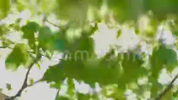 在镜头外美丽的绿色自然与阳光透过飘扬的绿叶桦树视频的预览图
